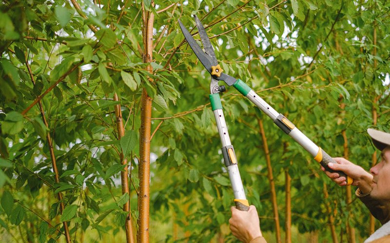 Tree trimming in Marshall, WA