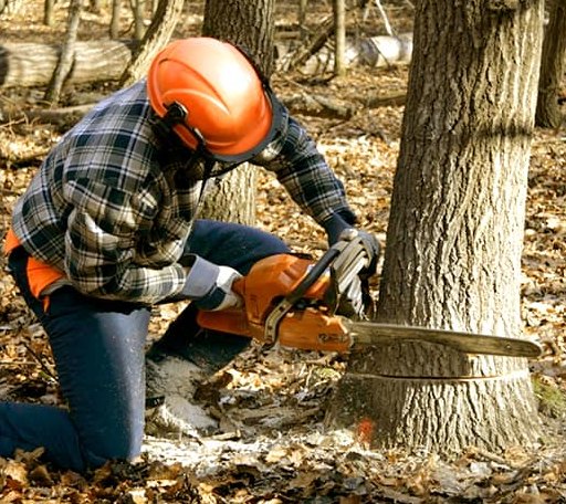 Tree Removal in Marshall, WA